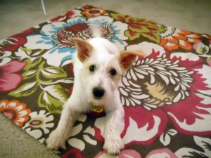 Estate Planning for Pets! Oklahoma Pet Trusts.